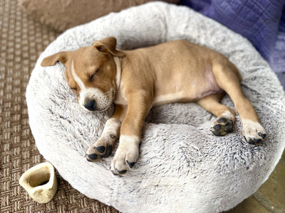How to Get Your Puppy to Sleep Through the Night