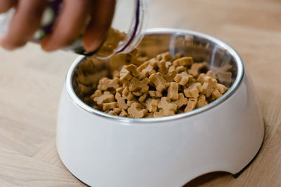 7 Factors to Consider When Choosing the Right Food for Your Dog
