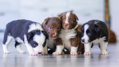 When Do Puppies Open Their Eyes? Puppy Questions Answered